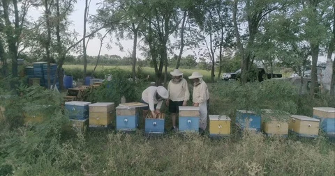 Apiary with camera at length Stock Footage 107058998