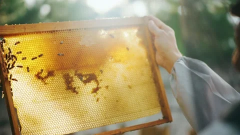 In the apiary, a close-up frame for bees in the hands of a beekeeper Stock Footage 224508125