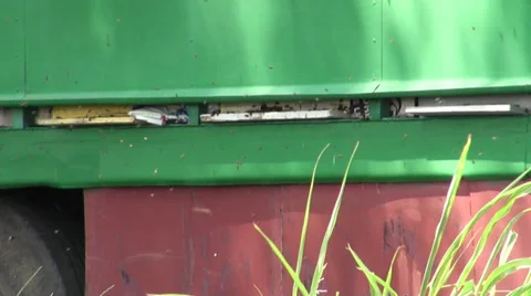 Apiary - close view 스톡 동영상 30758045