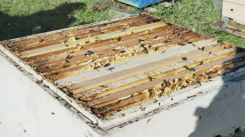 Apiary consisting of village beehive, Stock Footage 122923637