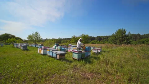 Apiary on field. Beekeeper inspecting bees near hives among green nature Stock Footage 135892692