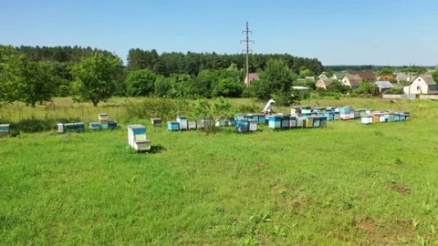 Apiary on field in summer. Beekeeper working near the beehives on the background Stock Footage 135399709