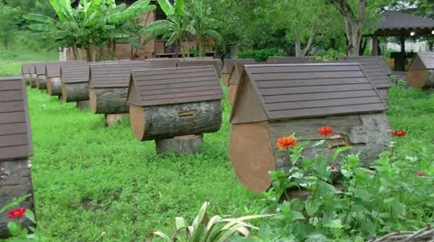 Apiary Stock Footage 27118412