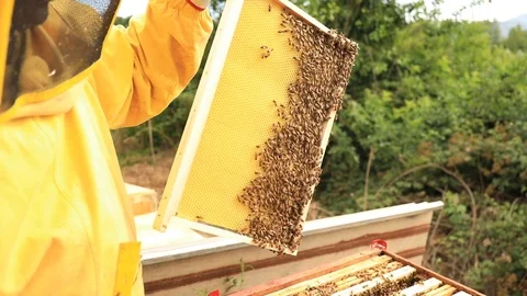 Apiary Stock-Footage 92930638