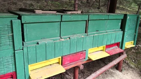 Apiary Video stock 131437718