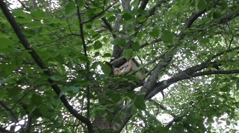 Apiary in the forest Video stock 51172739