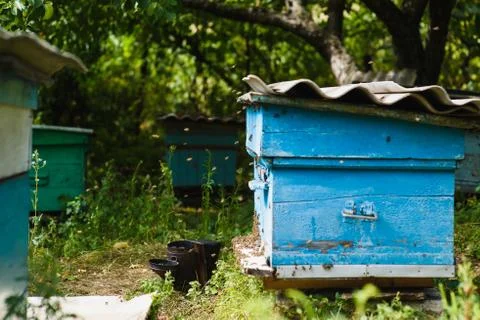 An apiary in the garden. Stock Photos