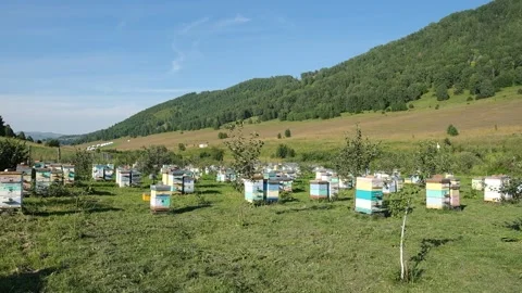 Apiary with honey in the Altai Mountains Stock Footage 281176705