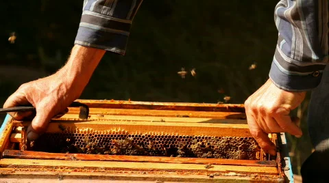 Apiary honey 스톡 동영상 856590