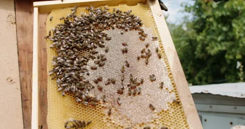 Apiary keeper inspecting a frame of a beehive. Bee farm worker looking at Stock Footage 143287172
