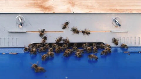 Apiary with many bees flying in and out 動画素材 96743479