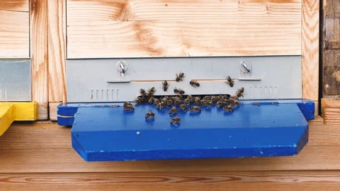 Apiary with many bees flying in and out Vidéo 96743969