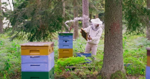 Apiary in the middle of the forest. First plan: slightly out of focus hives Stock Footage 140416568