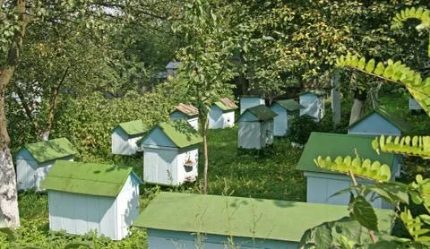 Apiary in the monastery garden 库存照片