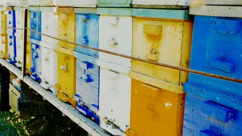 Apiary, multicolor hives with bees in a bright, sunny day Stock Footage 77695631