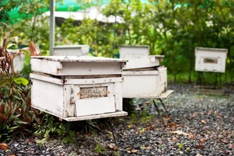 Apiary Stock Photos