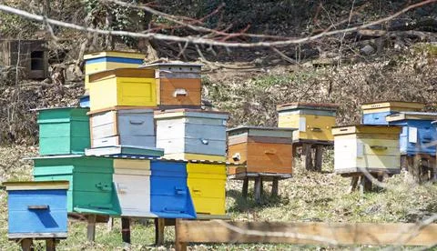 Apiary 스톡 사진