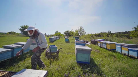 Apiary in summer. Beekeeper working with beehives on a bee farm Video stock 134791037