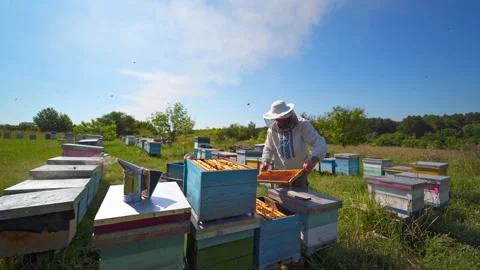 Apiary under blue sky. Beekeeper examining bees in summer among nature. Stock-Footage 135891746