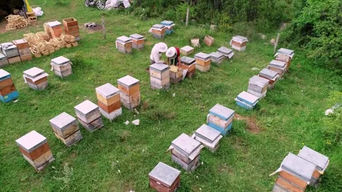 Apiary Work Stock Footage 340649400
