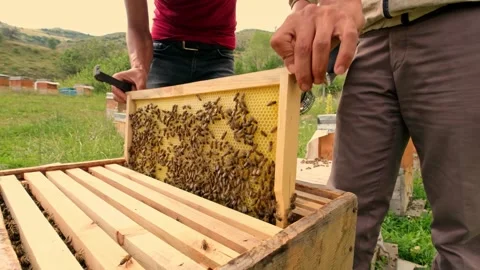 Apiary Work Stock Footage 340649941