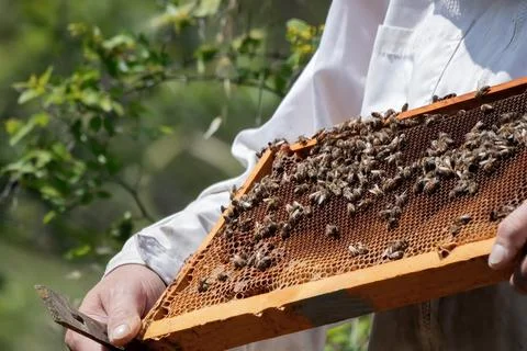 Apiary worker or beekeeper manage colonies of honeybees for the production of Stock Photos