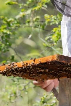 Apiary worker or beekeeper manage colonies of honeybees for the production of Stock Photos