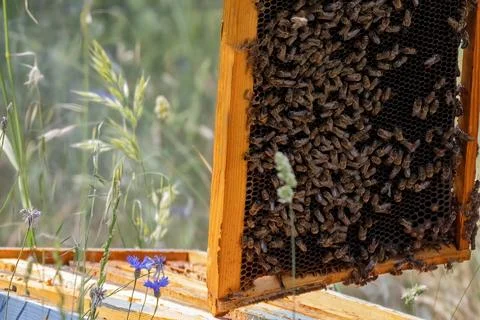 Apiary worker or beekeeper manage colonies of honeybees for the production of Foto stock