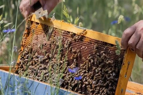 Apiary worker or beekeeper manage colonies of honeybees for the production of Stock Photos