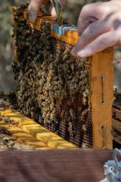 Apiary worker or beekeeper manage colonies of honeybees for the production of Stock Photos