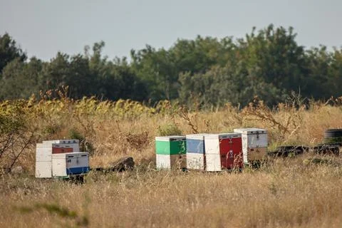 Apiary worker or beekeeper manage colonies of honeybees for the production of Stock Photos