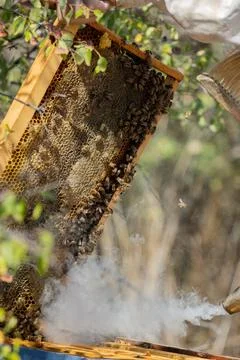 Apiary worker or beekeeper manage colonies of honeybees for the production of Stock Photos