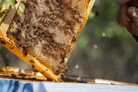 Apiary worker or beekeeper manage colonies of honeybees for the production of Stock Photos