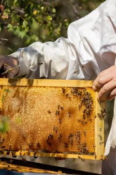 Apiary worker or beekeeper manage colonies of honeybees for the production of Stock Photos