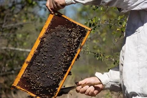 Apiary worker or beekeeper manage colonies of honeybees for the production of Stock Photos
