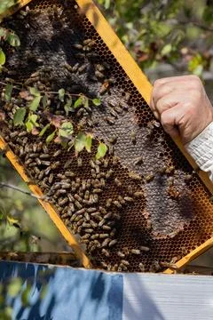 Apiary worker or beekeeper manage colonies of honeybees for the production of Stock Photos