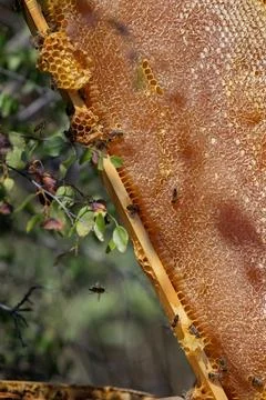 Apiary worker or beekeeper manage colonies of honeybees for the production of Foto stock