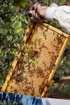Apiary worker or beekeeper manage colonies of honeybees for the production of Foto stock