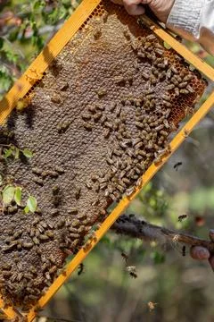 Apiary worker or beekeeper manage colonies of honeybees for the production of Stock Photos