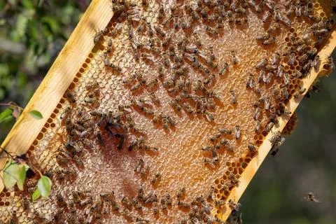 Apiary worker or beekeeper manage colonies of honeybees for the production of Stock Photos