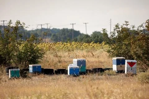 Apiary worker or beekeeper manage colonies of honeybees for the production of Stock Photos