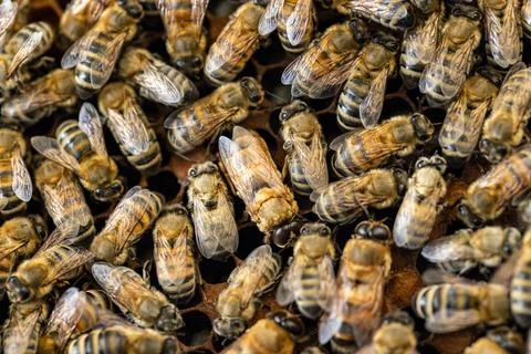 Apiary workflow concept Stock Photos