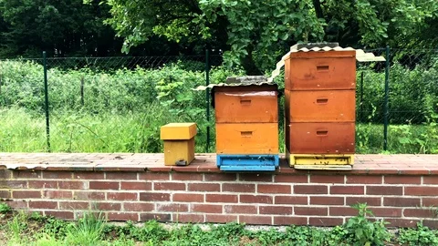Apiculture bee colonies standing on a wall Stock Footage 97446642