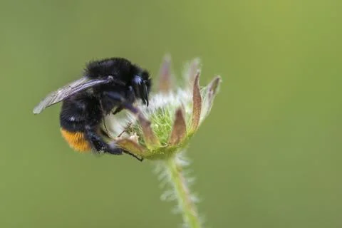 Apidae, bees, Bombus lapidarius, bumblebee, hymenoptera, red-tailed bumblebee, Stock Photos