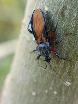 Apiomerus Foto stock