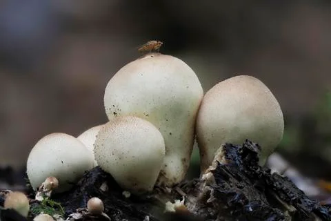 Apioperdon pyriforme is a mushroom Stock Photos
