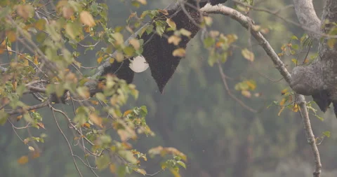 Apis dorsata clustering on a broken comb; detailed look at post-predation chaos Stock Footage 339087567