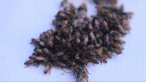 Apis florea is searching for nectar from sheet roll mangoes. Stock Footage 129554618