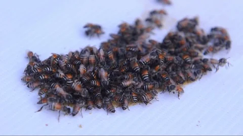 Apis florea is searching for nectar from sheet roll mangoes. Stock Footage 129554677