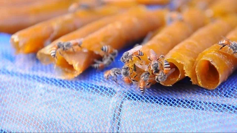 Apis florea is searching for nectar from sheet roll mangoes. Stock Footage 129554695